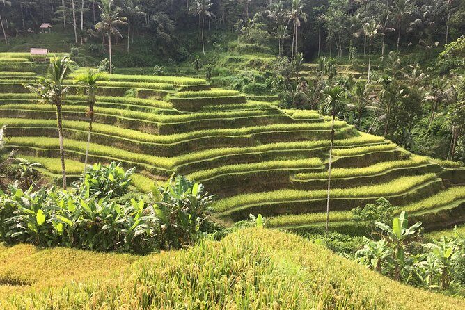 Balinese Life Style Tour - Stop 4: Segara Windhu coffee and tea tasting to end the day