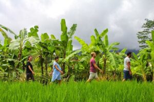Balinese Vegan Cooking Class with Fresh Harvesting & Garden Tour - Starting at Anandinii Organic Garden & Kitchen: location and timing