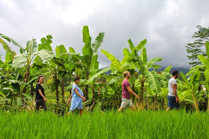 Balinese Vegan Cooking Class with Fresh Harvesting & Garden Tour - Starting at Anandinii Organic Garden & Kitchen: location and timing