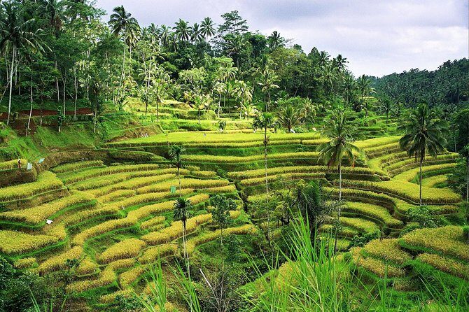 Beauty Of West Bali Tour (Private and All Inclusive) - What the included lunch (and coffee/tea) really buys you