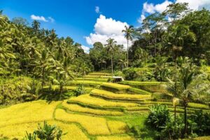 Best of Ubud 1-Day Private Tour - Hotel Pickup and Private Transport: The Hidden Value