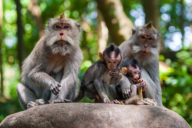 Best of Ubud 1-Day Private Tour - Tegenungan Waterfall: Photos, Power, and Planning Your Time