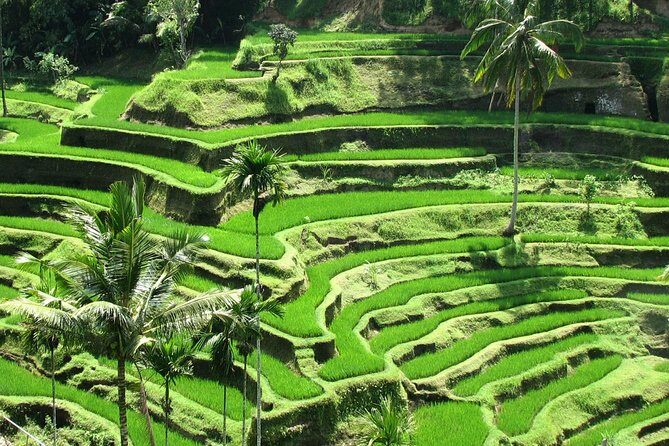 Best Of Ubud Tours - Key things to know before you go