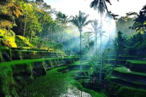 Best of Ubud - Ubud Tour Popular - All Inclusive - Pickup Around Ubud (and Beyond): Getting Where You Need to Go