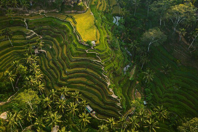 Best Ubud Highlights - Private Day Tour - The smart way to do Ubud: one day, four icons