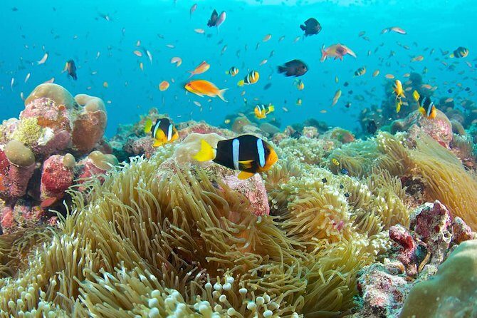 Bloo Lagoon Snorkeling East Bali Includes Transportation & Lunch - Getting picked up in Ubud and getting back without drama
