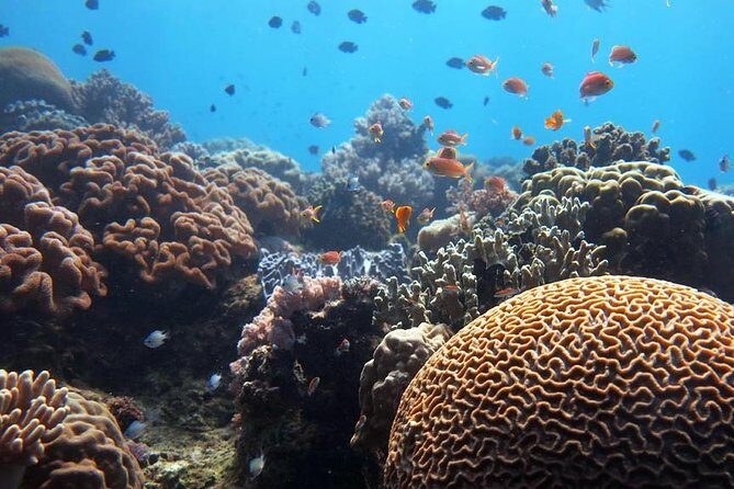 Bloo Lagoon Snorkeling East Bali Includes Transportation & Lunch - Price and value: what you’re paying for (and what you’re not)