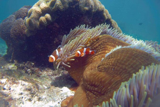 Blue Lagoon Bali Snorkeling Experience - What to expect underwater: fish, turtles, and the reality of reef conditions