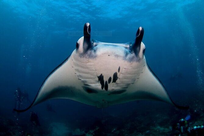 Certified Scuba Dive with Manta Rays (Open Water Diver minimum) - Key points before you go