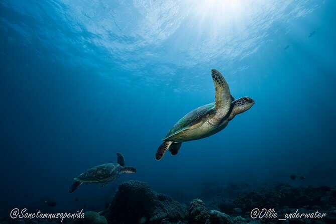 Certified Scuba Dive with Manta Rays (Open Water Diver minimum) - Two underwater sessions: how the morning usually flows