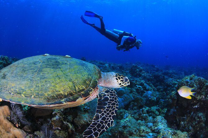 Discover Scuba Diving - Instruction style: organized, patient, and safety-first