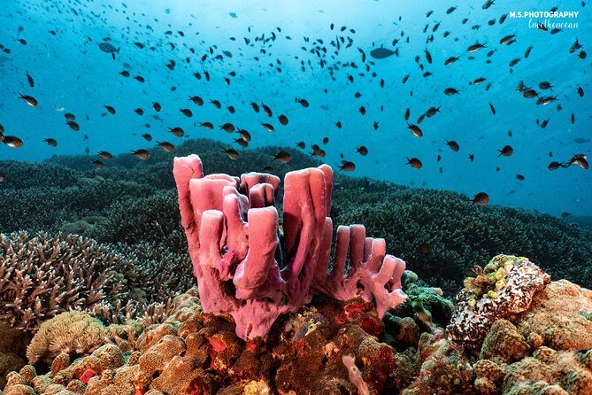 Discover Scuba Diving in Pemuteran - Diving Initiation in Bali (Menjangan Park) - Break on Menjangan Island: Lunch, Reset Time, and Not Rushing