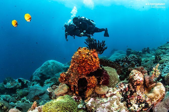 Discover Scuba Diving in Pemuteran - Diving Initiation in Bali (Menjangan Park) - Second Underwater Session: Turning Basics into Freedom