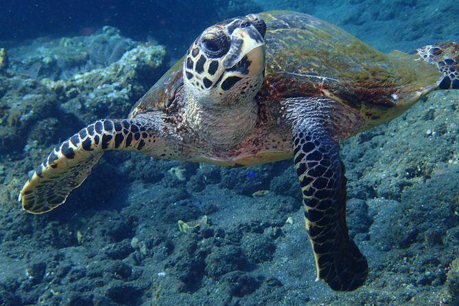 Discover Scuba Diving in Pemuteran - Diving Initiation in Bali (Menjangan Park) - The Wildlife Potential: What You Might See (and How to Keep Expectations Real)