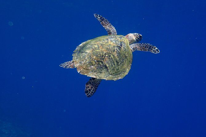 Discover Scuba Diving in Pemuteran - Diving Initiation in Bali (Menjangan Park) - Price and Value: What You Pay For (and What to Budget Extra)