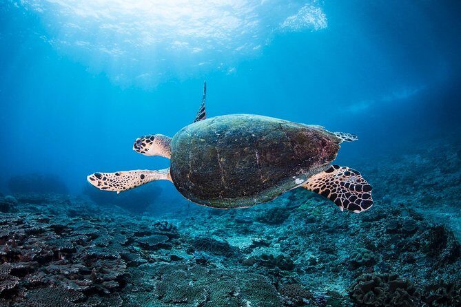Discover Scuba Diving in Tulamben - Diving Initiation in Bali best diving sites - What you’ll pay for beyond the price tag