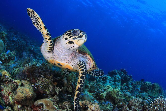 Discover Scuba Diving - Welcome tea to rules lesson: your first “scuba” brain workout