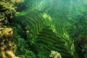 Discover Ubud: Exotism Ubud and Optional Meet the Bali Shaman - Stop 1: Tegalalang Rice Terrace in about an hour