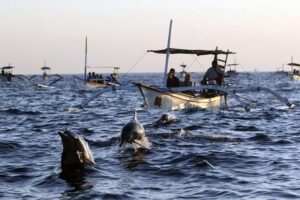 Dolphin Tour and Sunrise Watching in Lovina Beach - All Inclusive - The Glass-Bottom Boat Experience (and What You’ll Actually See)