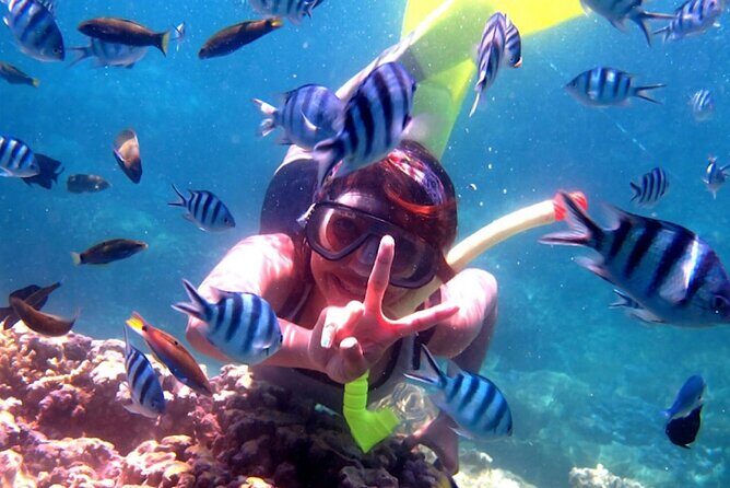 Dolphin Watching Tour, Swimming with Dolphins and Snorkeling - Ubud to Lovina: the early start and how the day gets rolling