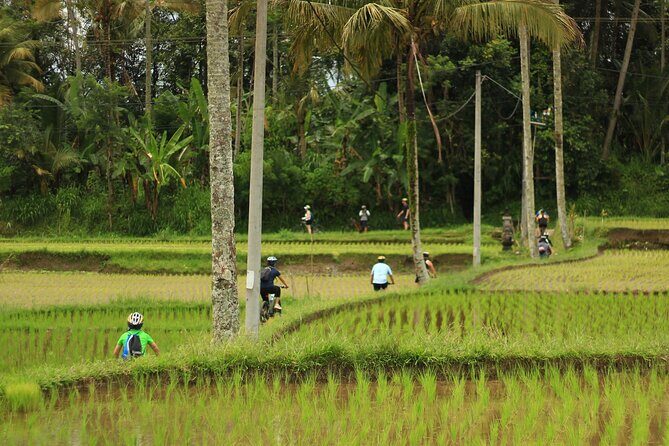 Downhill Cycling Ubud with Volcano, Rice Terrace and Educational - Rice terraces, family compound learning, and how Balinese daily life shows up in plain sight
