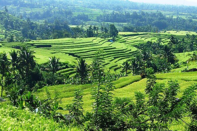 Electric bicycle tour in Jatiluwih UNESCO site - Lunch in the Countryside: Nasi Campur with Coffee or Tea