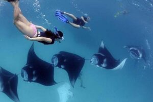 Explore 4 iconic snorkeling spots of Manta Bay in Nusa Penida - Price and what you actually get for $27