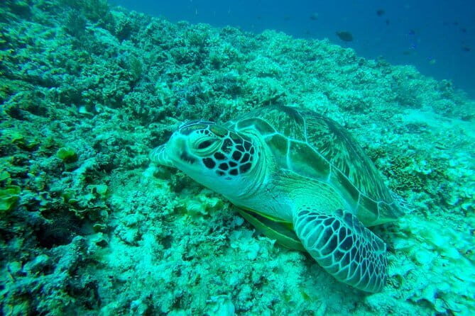 From Gili Trawangan & Gili Air Snorkeling Trip Sharing & Private - What This Snorkeling Trip Is Really Like on the Gilis
