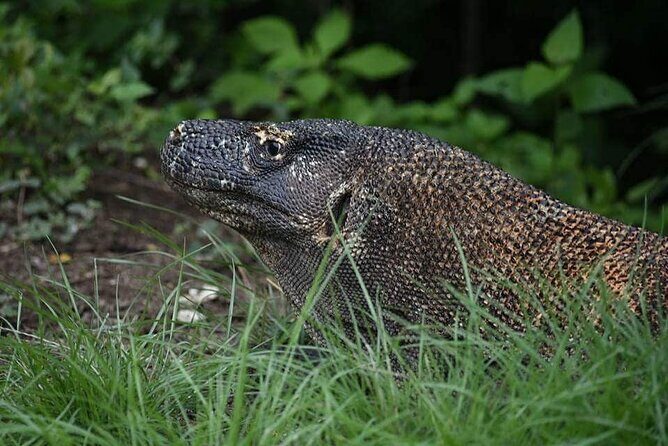 Full-Day Adventure Tour to komodo Island with join Speed Boat tur - Komodo Island walk with rangers: dragons, rules, and reality checks