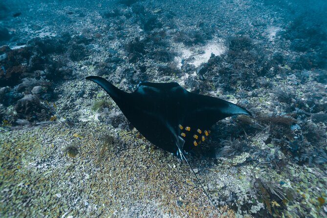 Full-Day Adventure Tour to komodo Island with join Speed Boat tur - Lunch box, snorkeling gear, and an English guide who keeps time
