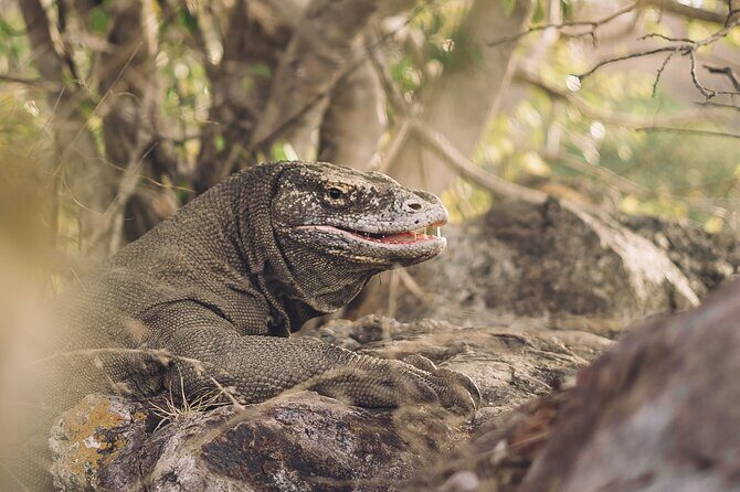 Full-Day Adventure Tour to komodo Island with join Speed Boat tur - Padar Island hilltop trek: the view goal and the pacing