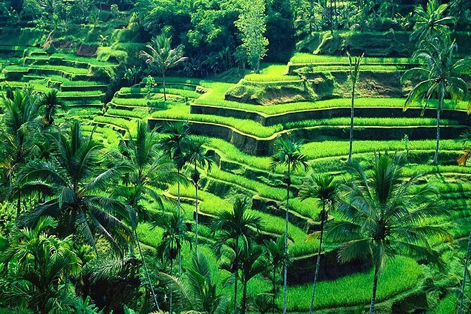 Full-Day in Bali: Amazing Ubud Tour - How the 9-Hour Ubud Tour Really Works (and why it’s value)