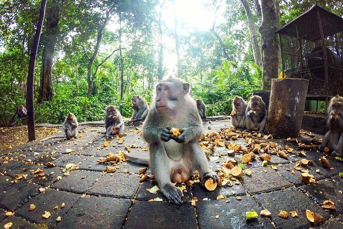 Full-Day in Bali: Private Design-Your-Own Tour - Tegenungan Waterfall and Tegalalang Rice Terraces: Bali’s Most Photo-Friendly Pair