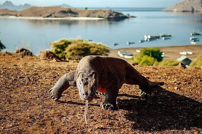 Full Day Komodo Tour With Hey Bali Info Visit 6 Spot - Price and what you truly pay for