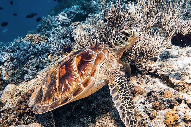 Gili Air: Snorkeling 3 Gili Islands with GoPro Camera - Timing, group size, and who this suits