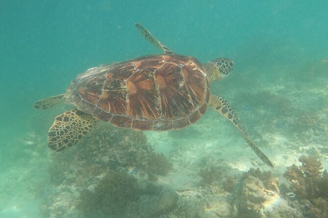 Gili Trawangan & Gili Air Snorkeling Tour Turtles & Statue - Gili Air and the Fish Garden Area: More Life, Another Swim Window