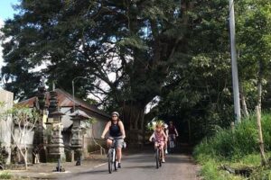 Half Day Cycling Tour ( Manual Bike ) - Price and value: why $33 can work in Ubud