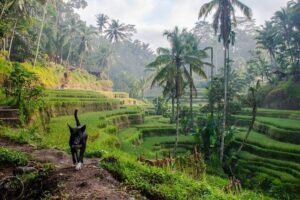Hire Private Bali Driver - Ubud-area classics: Tegalalang, Monkey Forest, and Tegenungan
