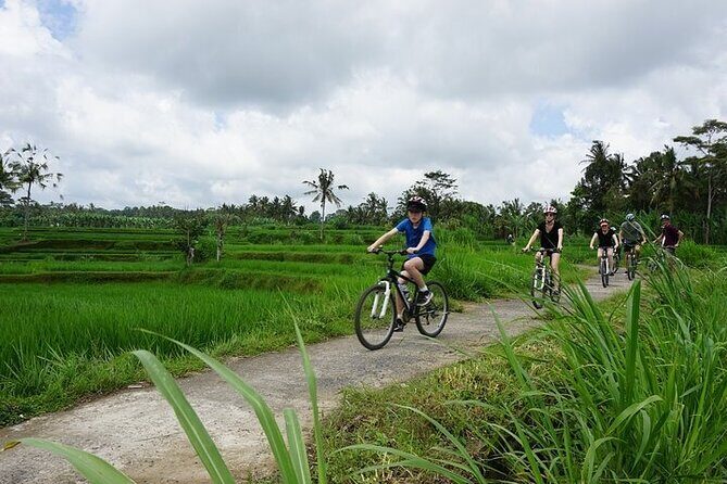 Kintamani Cultural and Nature Cycling Tour ( Manual Bike ) - Tegalalang Rice Terrace Stop: Photos, Fresh Air, and a Quick Cultural Hit