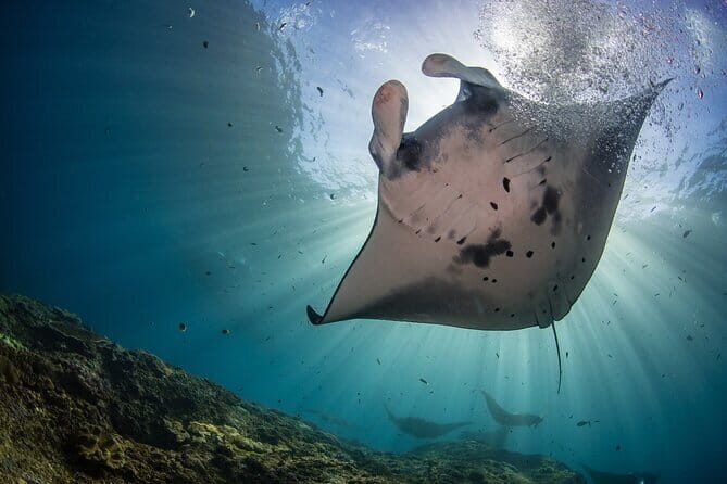 Lembongan Snorkeling at Manta Bay, Crystal Bay and Mangrove - Key highlights to look forward to