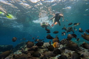 Lembongan Snorkeling at Manta Bay, Crystal Bay and Mangrove - Manta Bay and Manta Point: making the mantas odds better