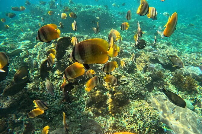 Lembongan Snorkeling at Manta Bay, Crystal Bay and Mangrove - Timing, group size, and how the crew keeps things smooth