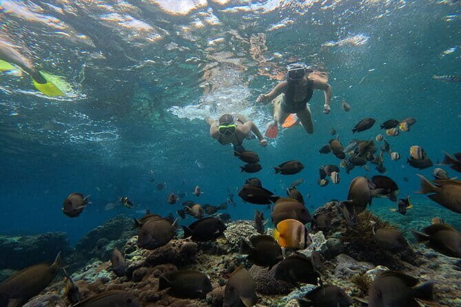 Lembongan Snorkeling at Manta Bay, Crystal Bay and Mangrove - Manta Bay and Manta Point: making the mantas odds better