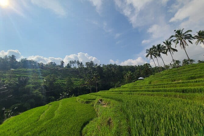 Lemukih Hidden Trekking Waterslide Sekumpul and Fiji Waterfall - Who this trek is best for