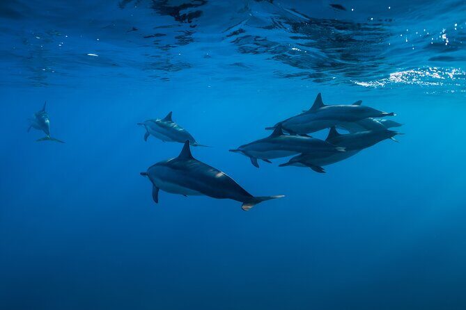 Lovina Dolphin Watching, Swimming, and Snorkeling Experience - Where This Trip Fits in North Bali (and Why Lovina Works)