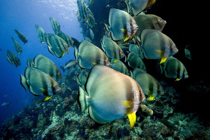Menjangan island for Certified Scuba Divers full day boat trip, 2 dives + lunch - Stop 1: Menjangan Island walls, sea fans, and turtle odds
