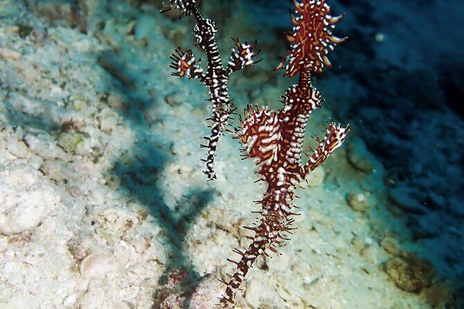 Menjangan island snorkeling full day boat trip - Price and value: $46 plus the park fee