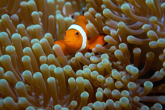 Menjangan island snorkeling full day boat trip - Who this snorkeling trip suits best
