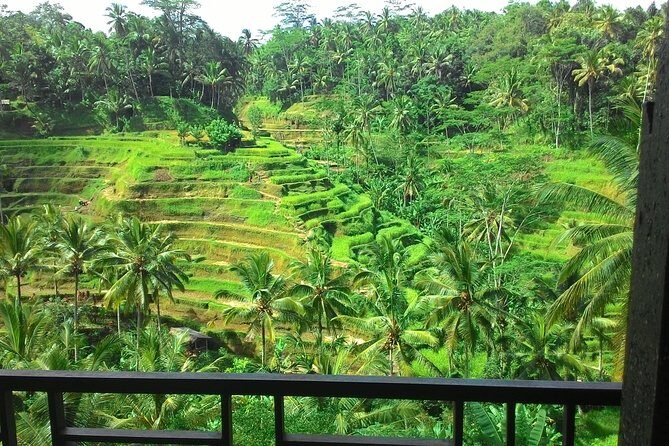 Monkey Forest, Ubud, Waterfall and Rice Terrace - Monkey Forest: close encounters with rules and patience