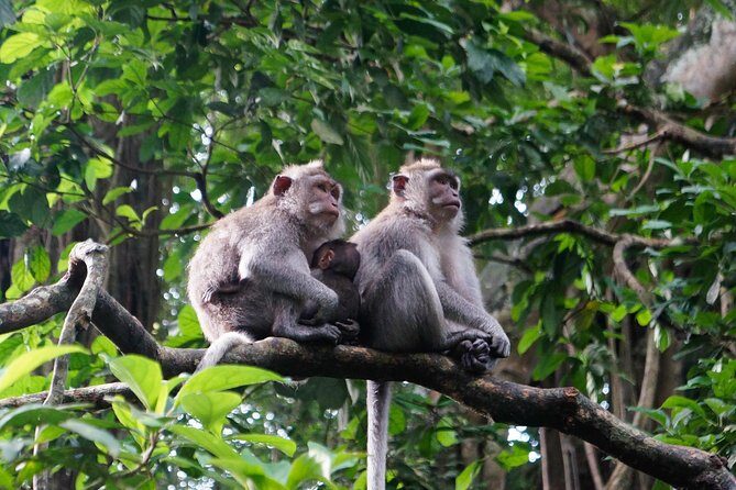 Monkey Forest, Ubud, Waterfall and Rice Terrace - Celuk to Tegenungan: village craft to cool waterfall time